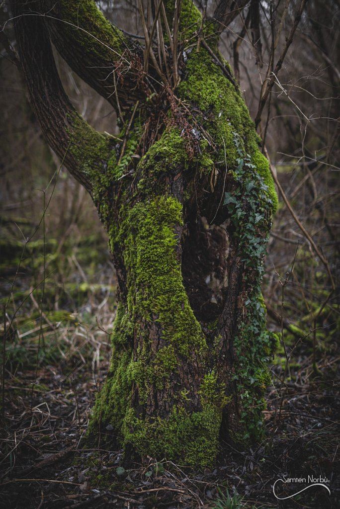 Nature — photographie de Samten Norbù