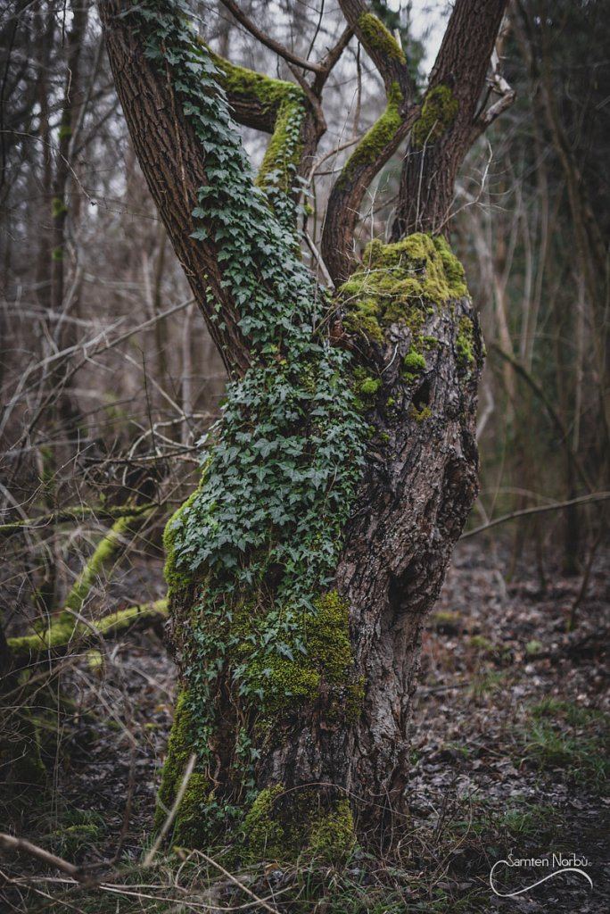 Nature — photographie de Samten Norbù