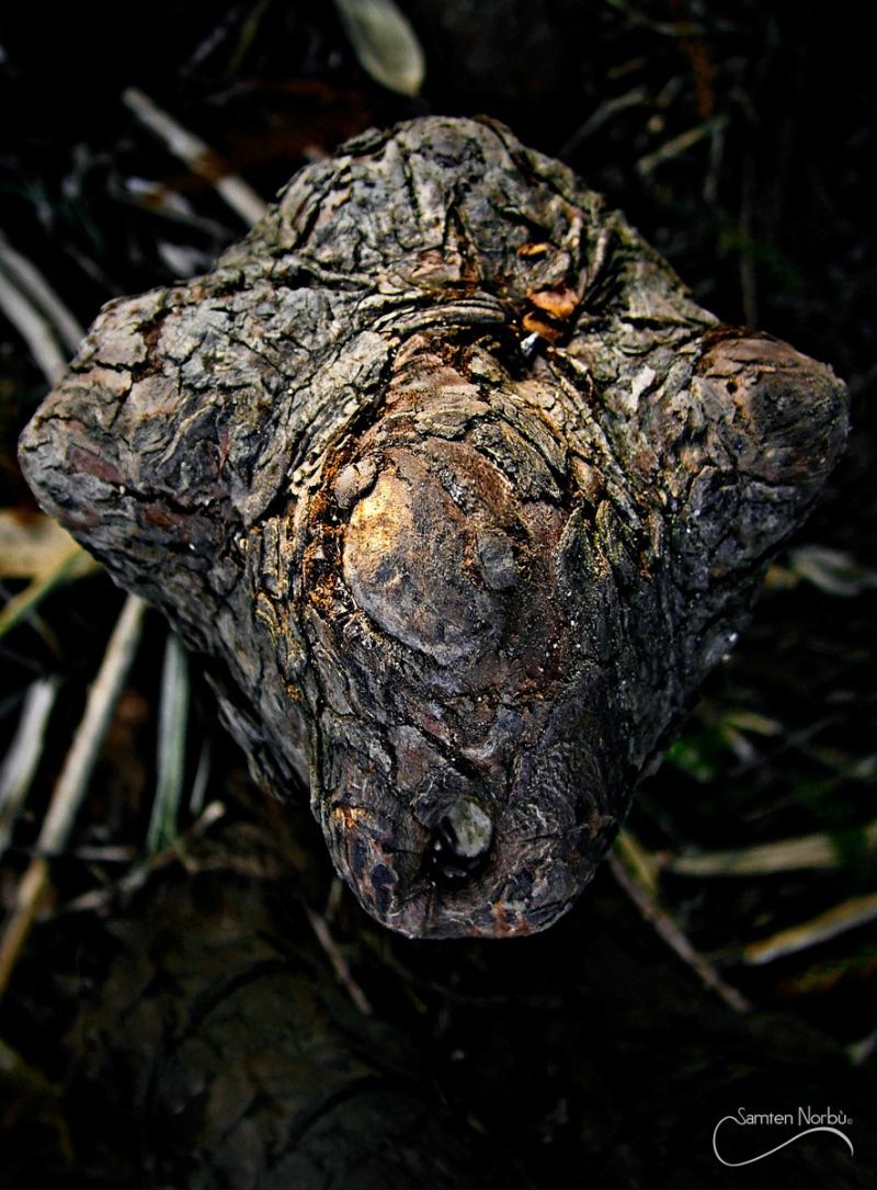 Nature — photographie de Samten Norbù