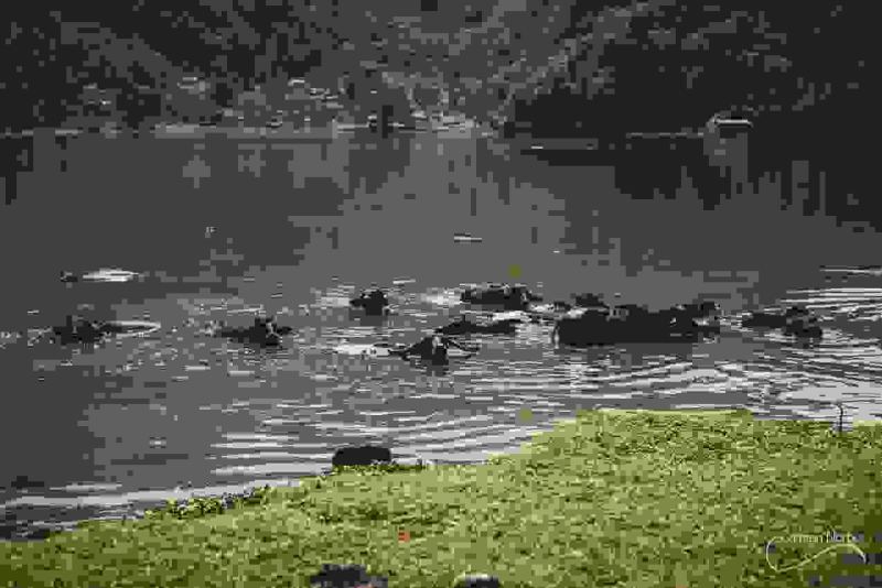 Nepal - Rupa Lake — photographie de Samten Norbù