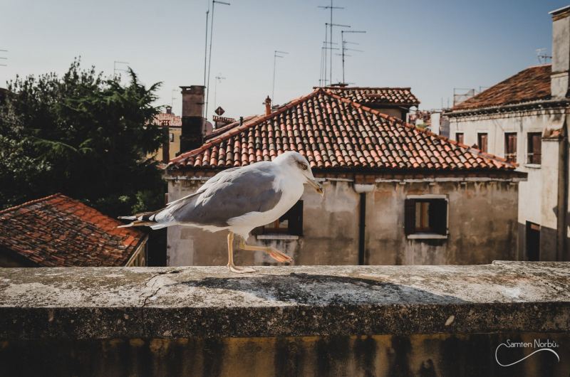 Venise — photographie de Samten Norbù