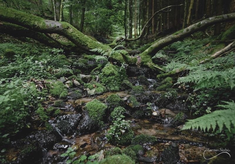 Vosges — photographie de Samten Norbù