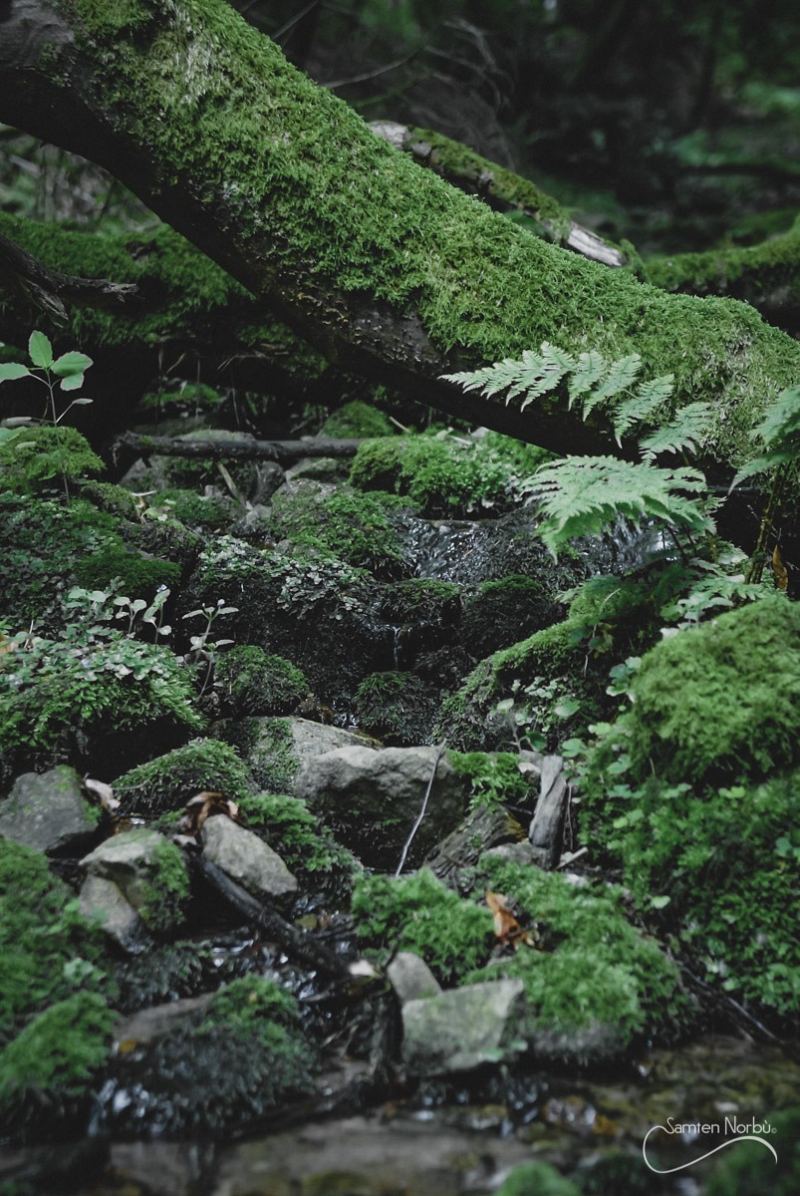 Vosges — photographie de Samten Norbù