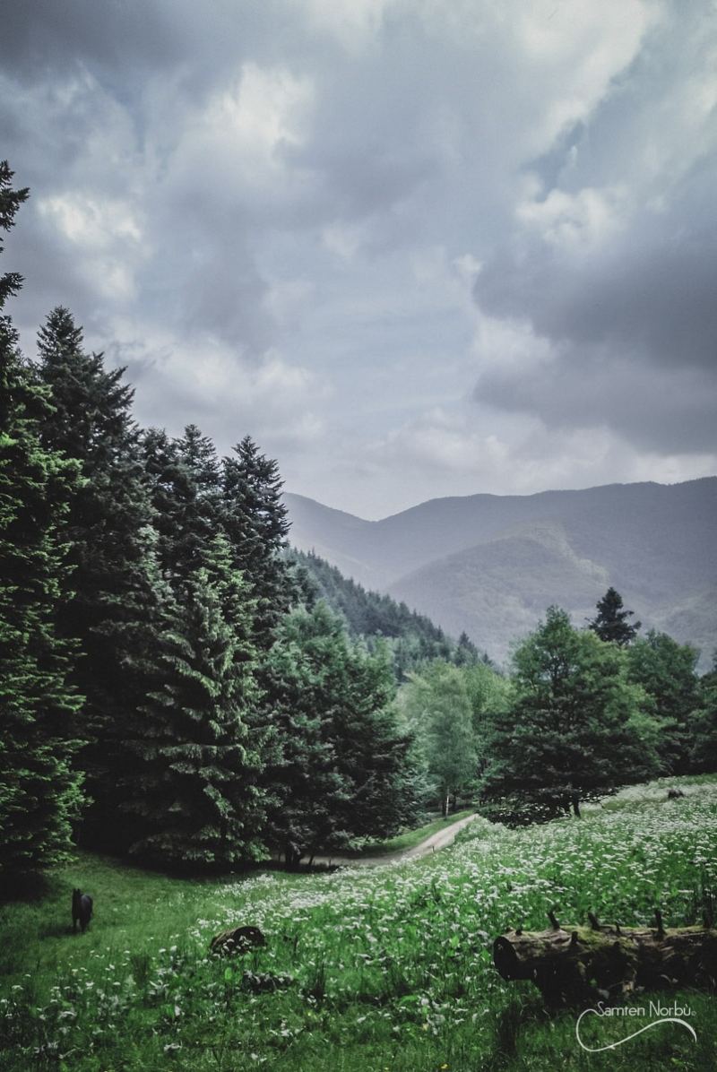 Vosges — photographie de Samten Norbù