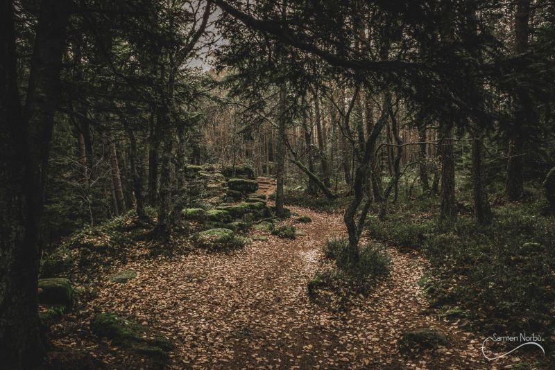 Vosges — photographie de Samten Norbù