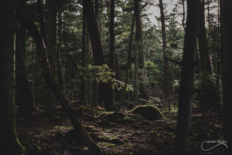 Vosges — photographie de Samten Norbù