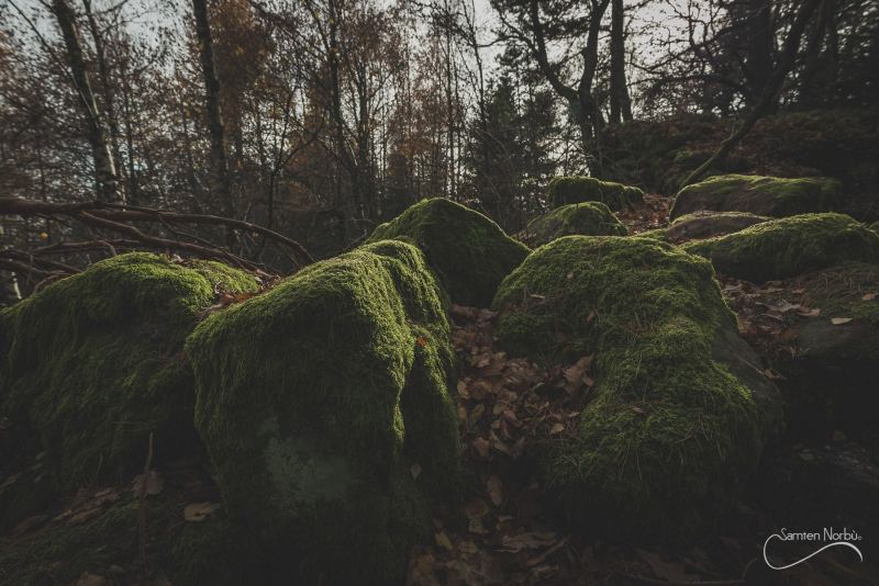 Vosges — photographie de Samten Norbù