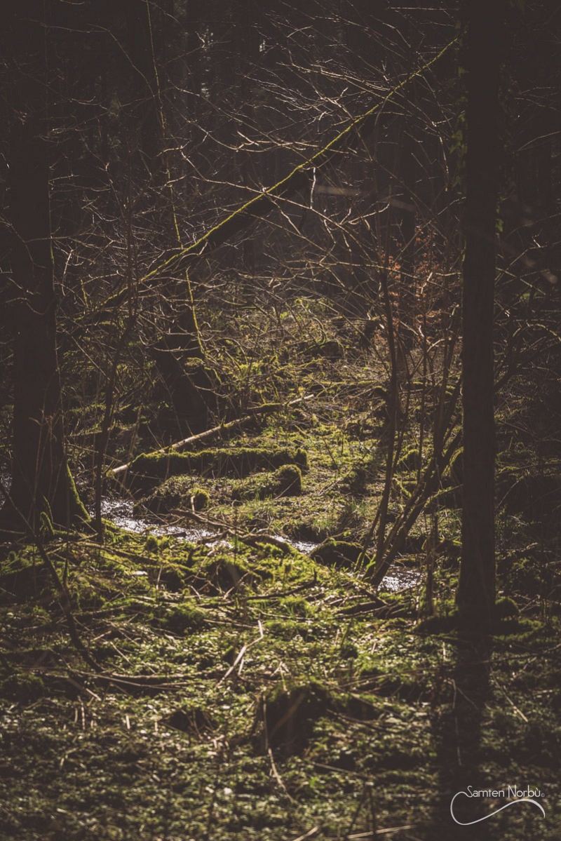 Vosges — photographie de Samten Norbù