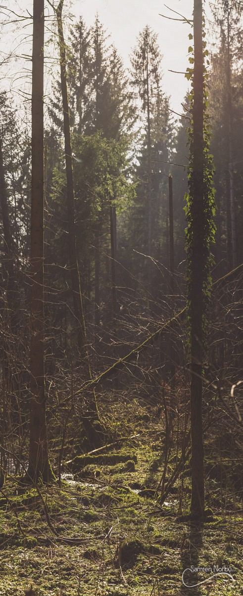 Vosges — photographie de Samten Norbù