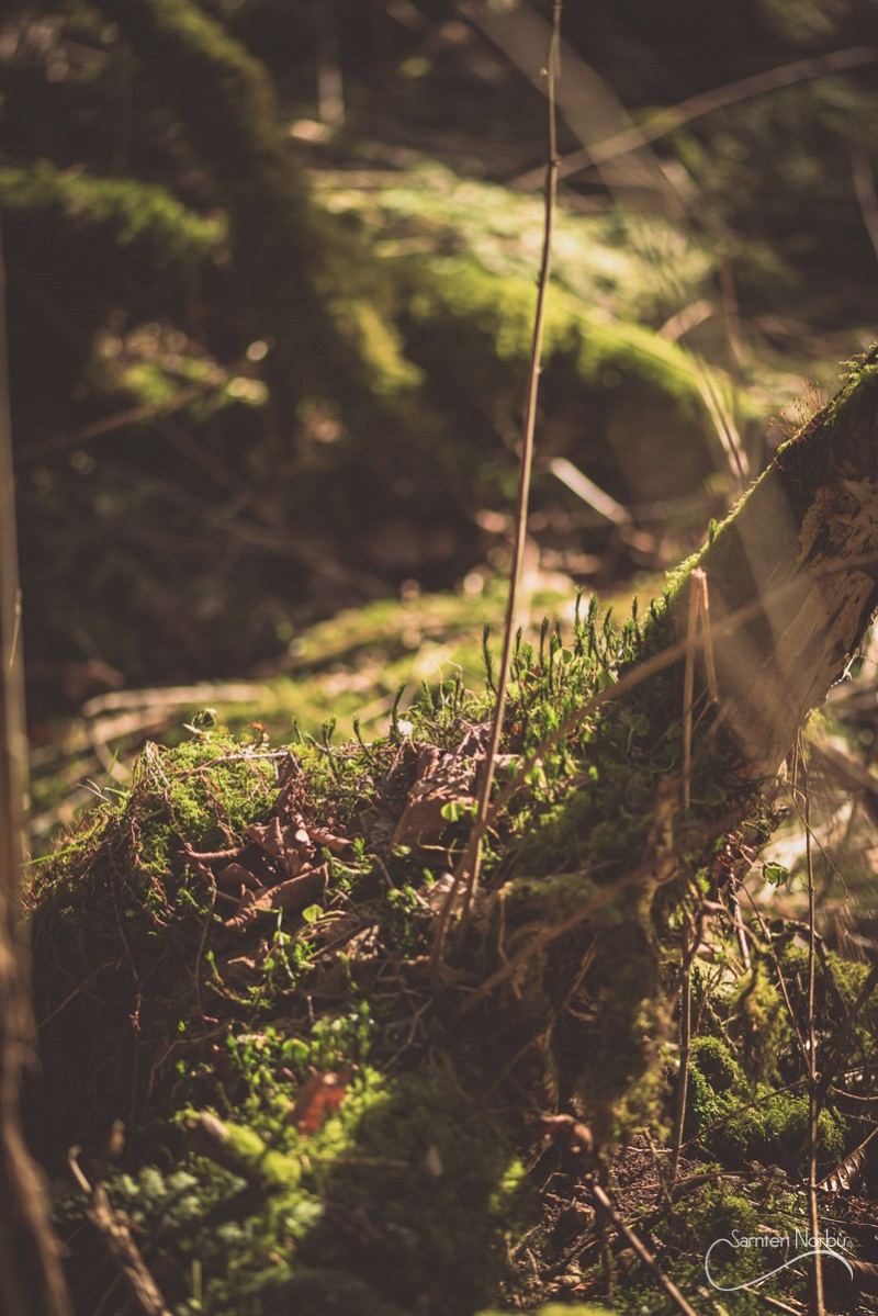 Vosges — photographie de Samten Norbù