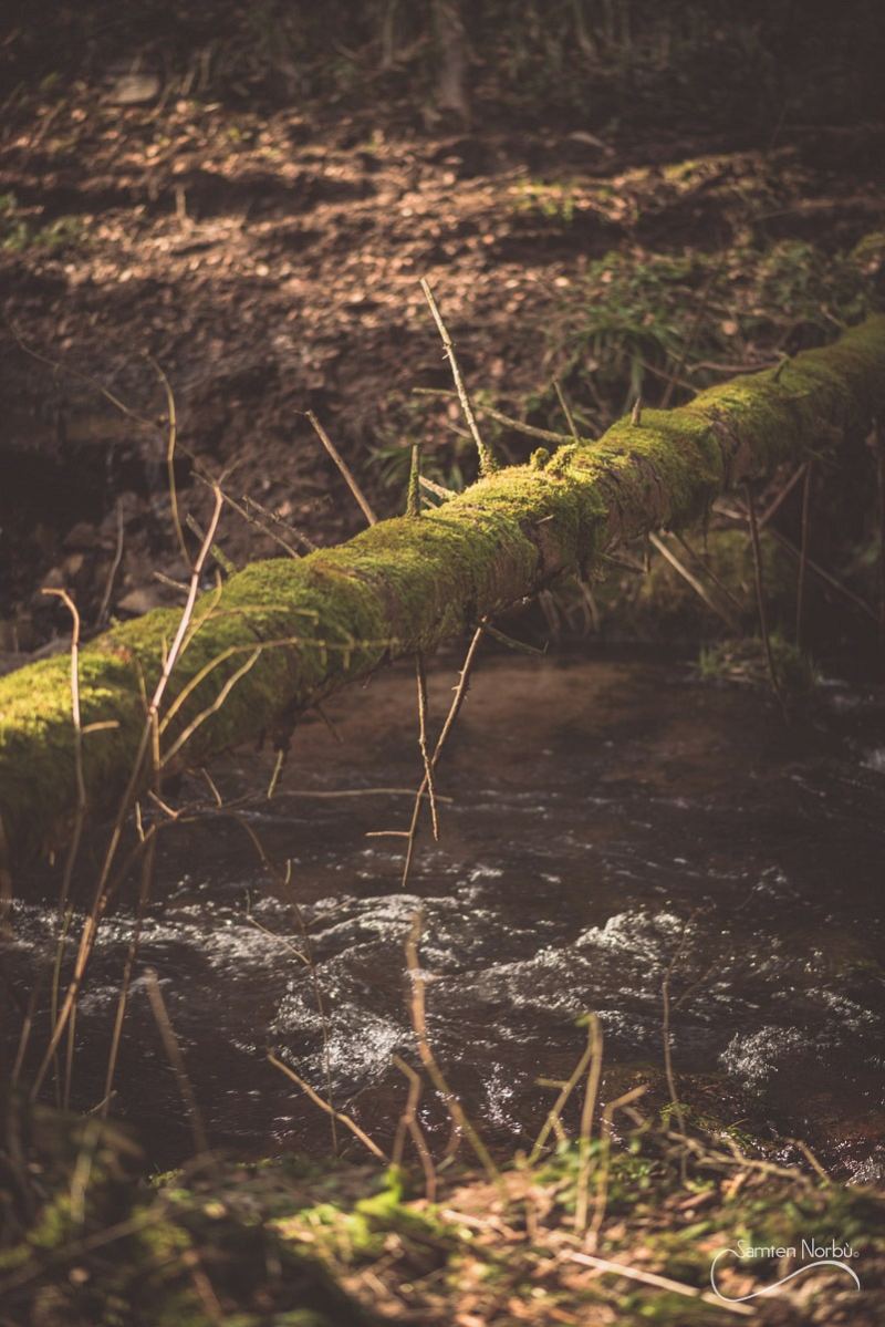 Vosges — photographie de Samten Norbù