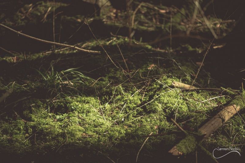Vosges — photographie de Samten Norbù