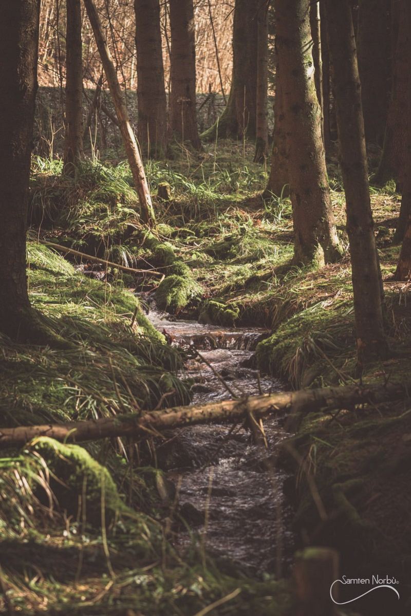 Vosges — photographie de Samten Norbù