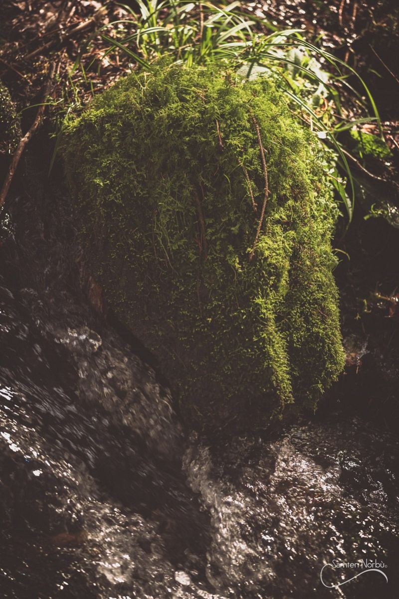 Vosges — photographie de Samten Norbù