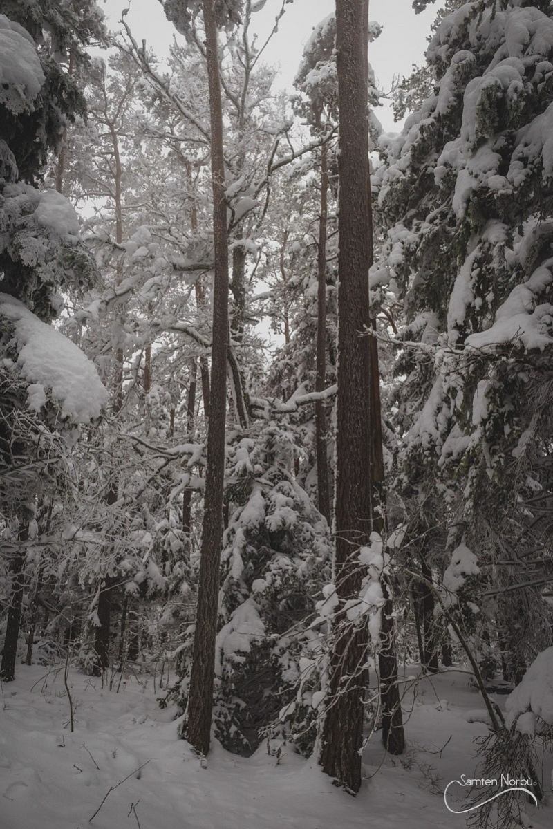 Vosges — photographie de Samten Norbù
