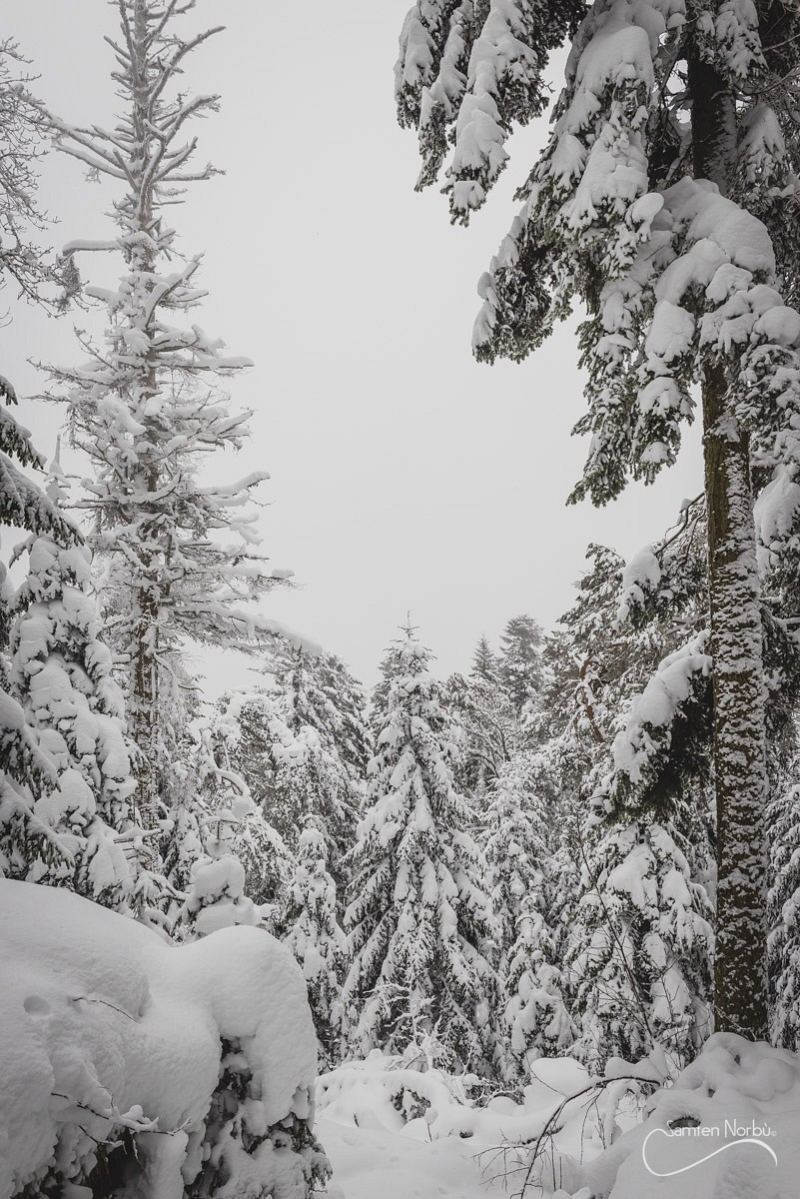 Vosges — photographie de Samten Norbù