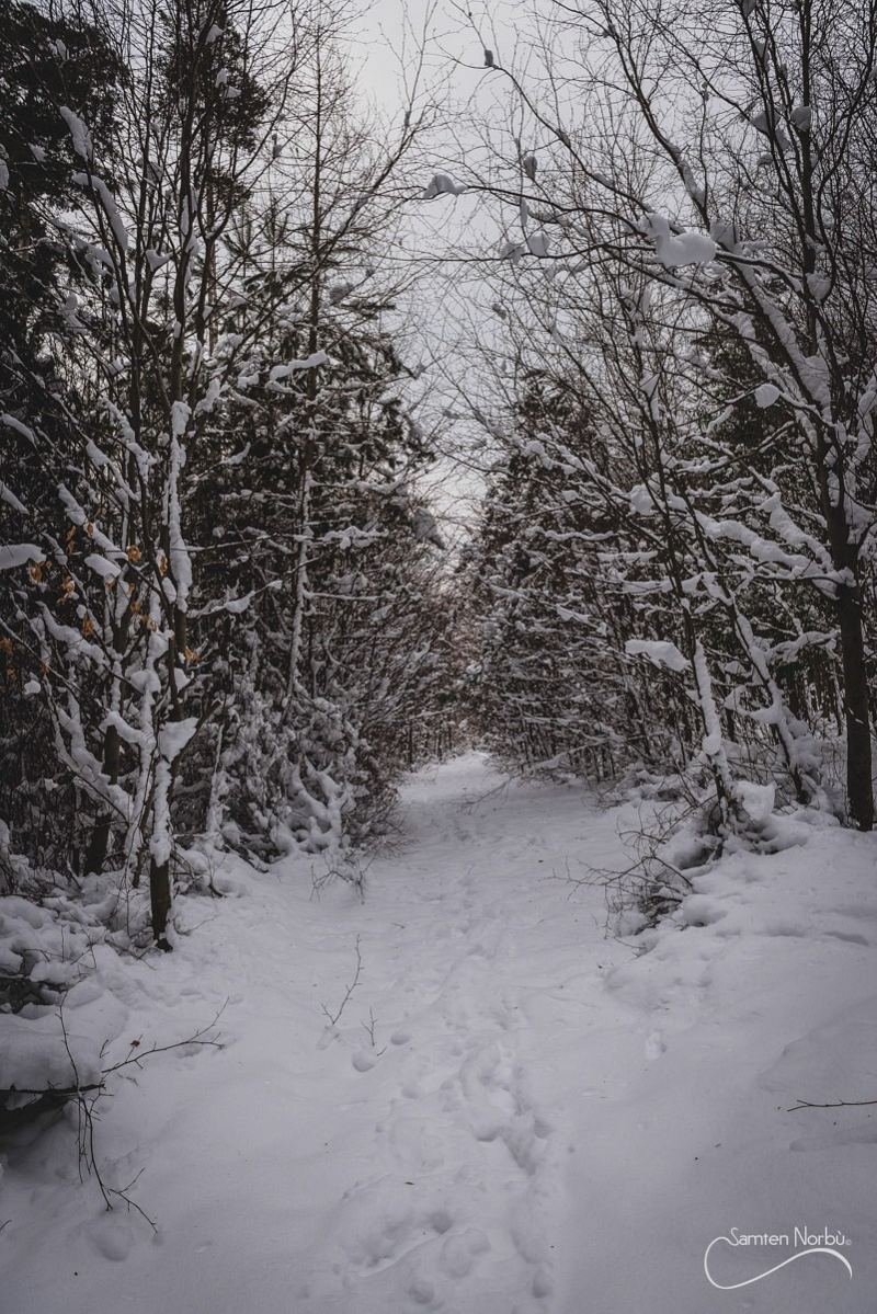 Vosges — photographie de Samten Norbù