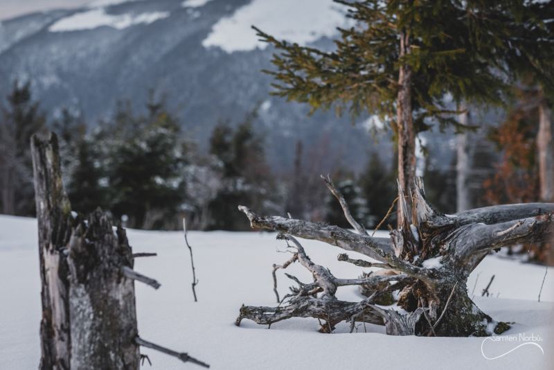 Vosges — photographie de Samten Norbù