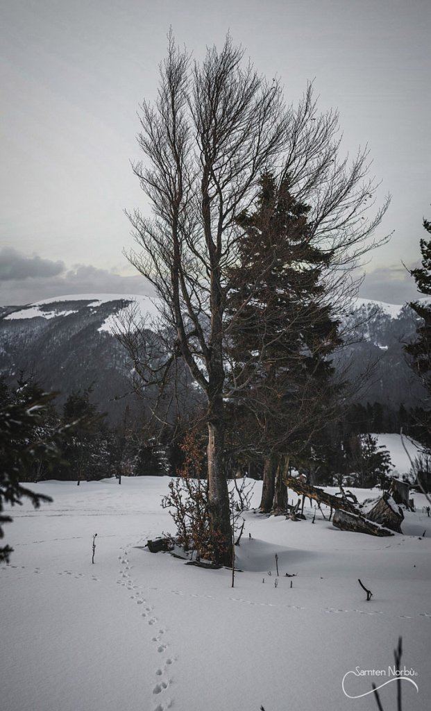 Vosges — photographie de Samten Norbù