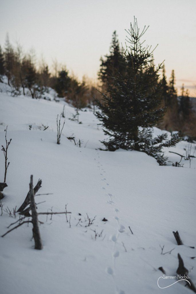 Vosges — photographie de Samten Norbù