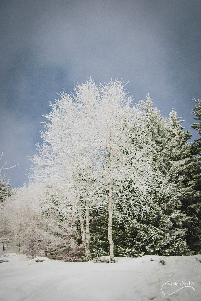 Vosges — photographie de Samten Norbù
