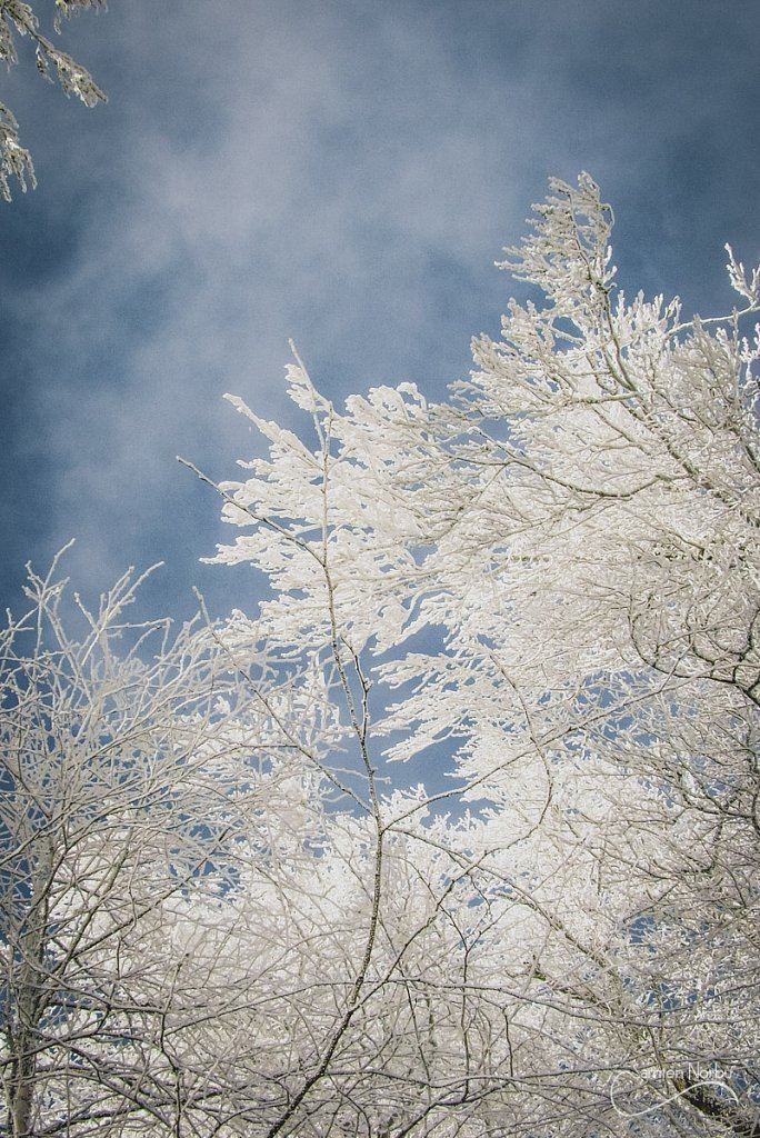 Vosges — photographie de Samten Norbù